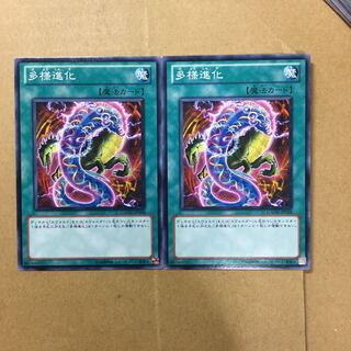 多様進化　２枚