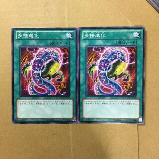 多様進化　２枚