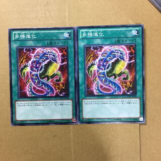 多様進化　２枚