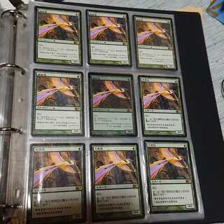 Birds of Paradise, preferably the one in the current picture.