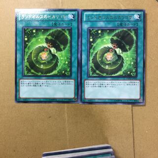 ランドオルスのヒカリゴケ　２枚