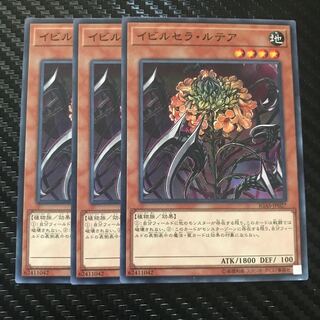 イビルセラ・ルテア ノーマル