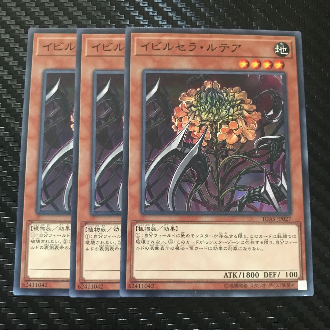 イビルセラ・ルテア ノーマル