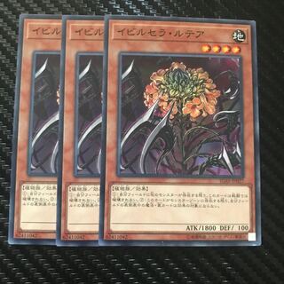 イビルセラ・ルテア ノーマル