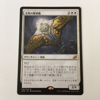 光明の繁殖蛾 1枚