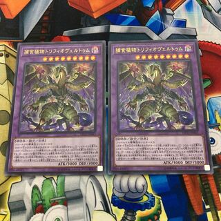 捕食植物トリフィオヴェルトゥム ウルトラレア