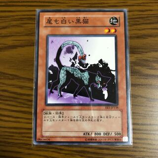 尾も白い黒猫 ノーマル