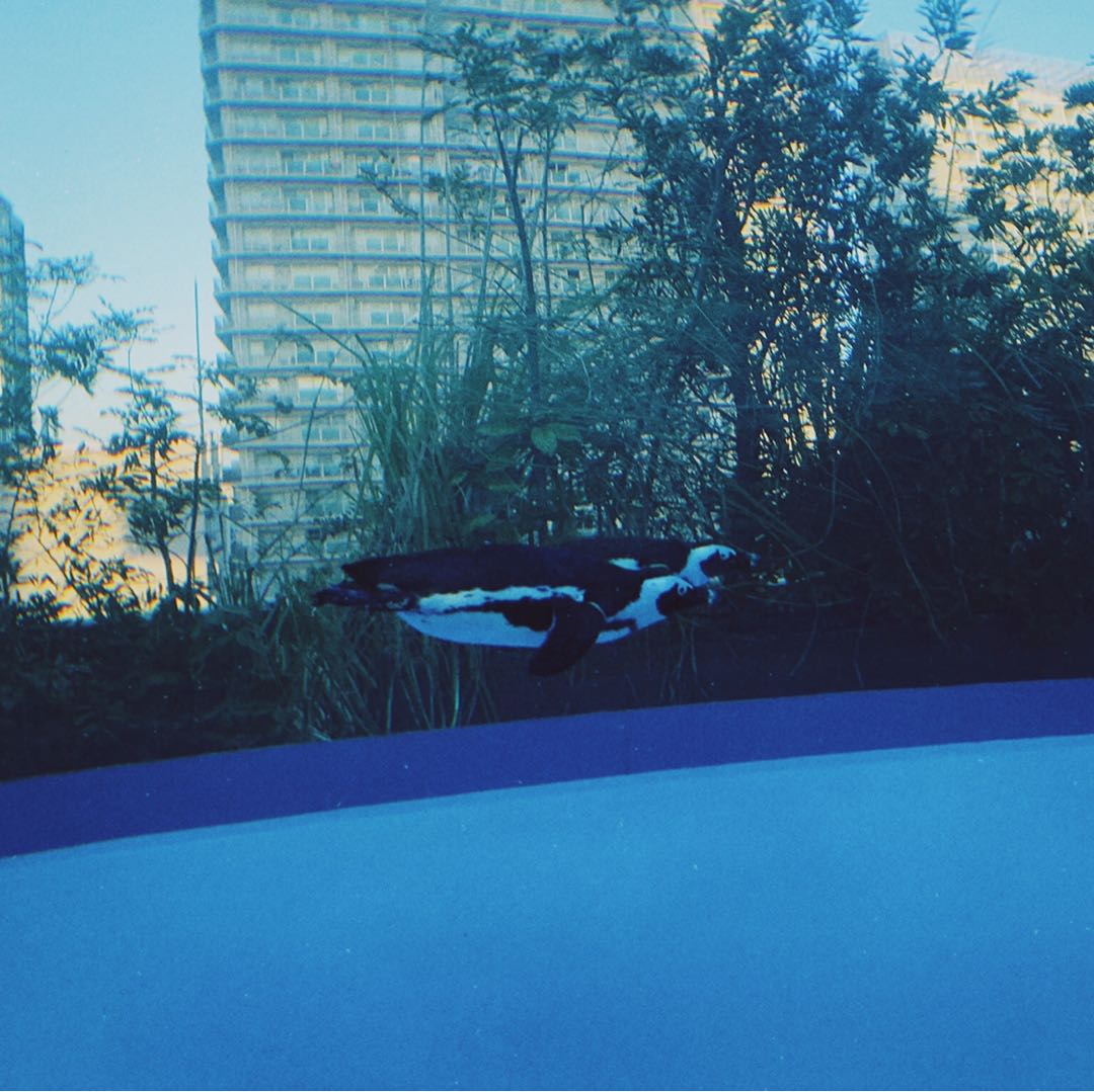 クワックさん専用