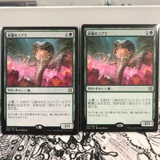 水蓮のコブラ 2枚 2枚