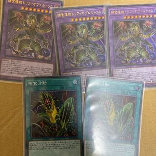 捕食植物トリフィオヴェルトゥム3枚　捕食活動2枚　計5枚