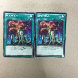 捕食接ぎ木　２枚