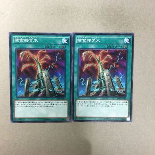 捕食接ぎ木　２枚