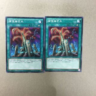 捕食接ぎ木　２枚