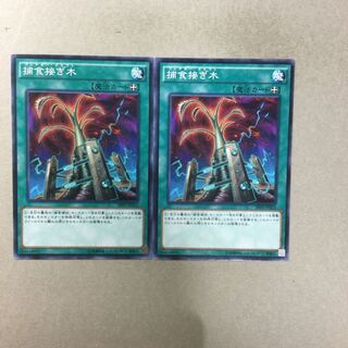 捕食接ぎ木　２枚