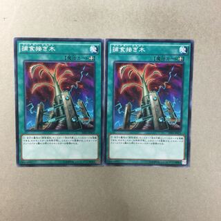 捕食接ぎ木　２枚