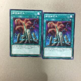 捕食接ぎ木　２枚