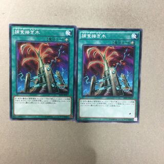 捕食接ぎ木　２枚