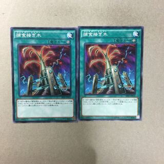 捕食接ぎ木　２枚