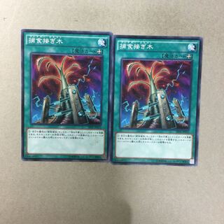 捕食接ぎ木　２枚