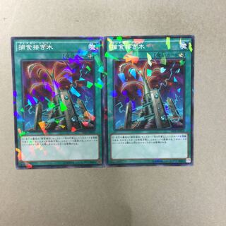 捕食接ぎ木　２枚