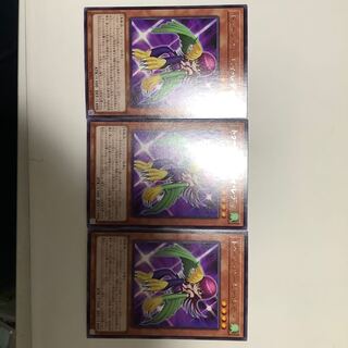 トゥーン・ハーピィ・レディ