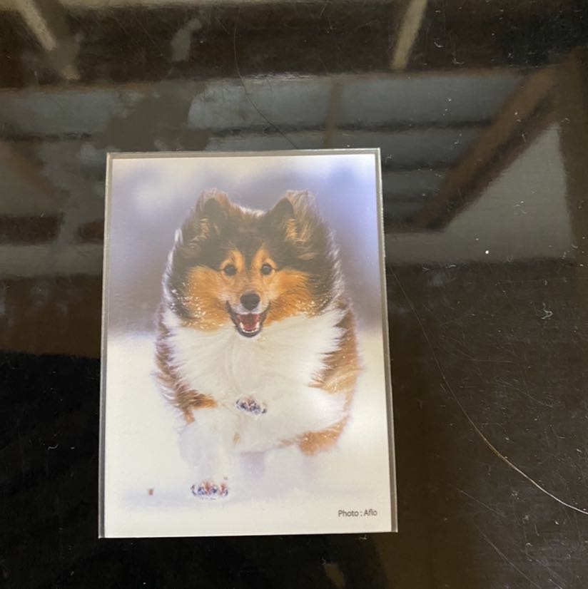 【豪華おまけ付き】ジャンドデッキ【わかまる】