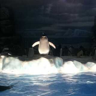 ニオさん専用 ハイドロイド混成体 日2枚