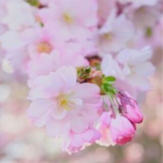 抹殺の指名者6枚セット