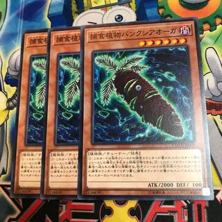 捕食植物バンクシアオーガ　3枚