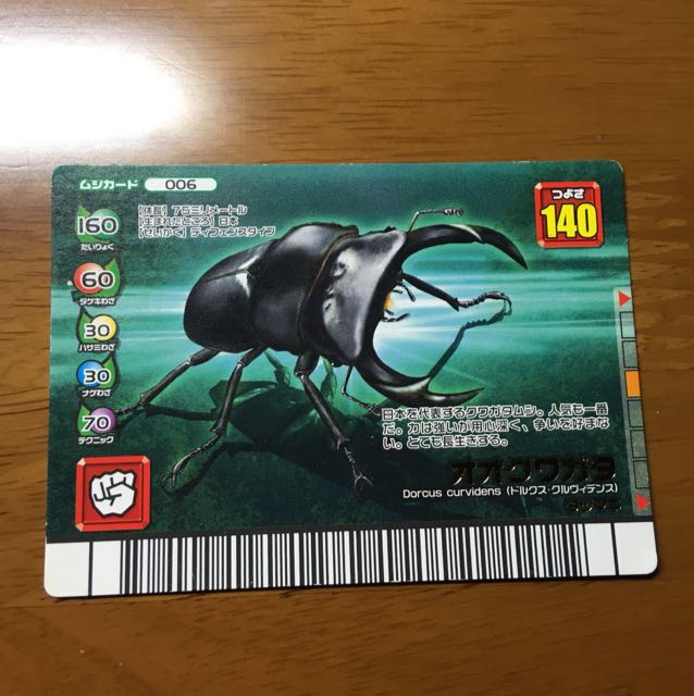 giant stag beetle (Dorcus hopei)