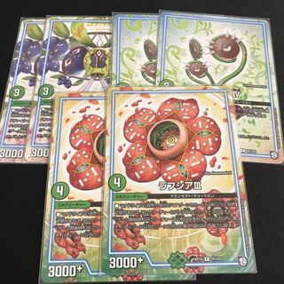 スカップ ラフシア ワイラビ