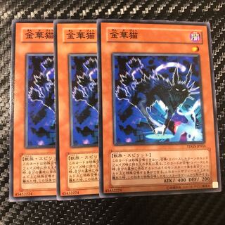 金華猫 ノーマル