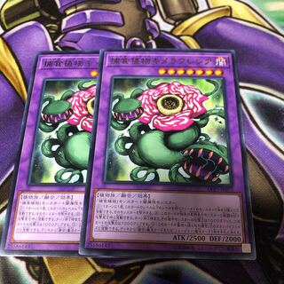 捕食植物キメラフレシア レア