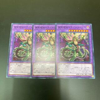 捕食植物ドラゴスタペリア ノーマル