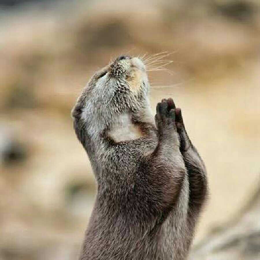 れおん@428様専用