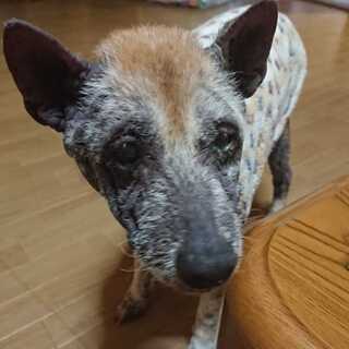 ゆうた様専用 1枚