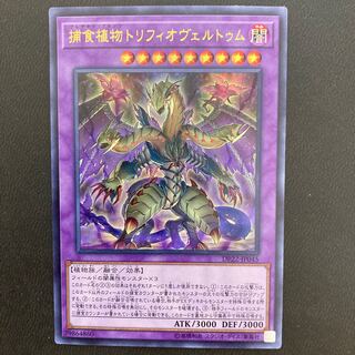 捕食植物トリフィオヴェルトゥム ウルトラレア