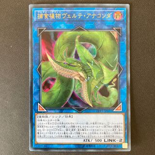 捕食植物ヴェルテ・アナコンダ ウルトラレア