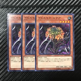 イビルセラ・ルテア ノーマル