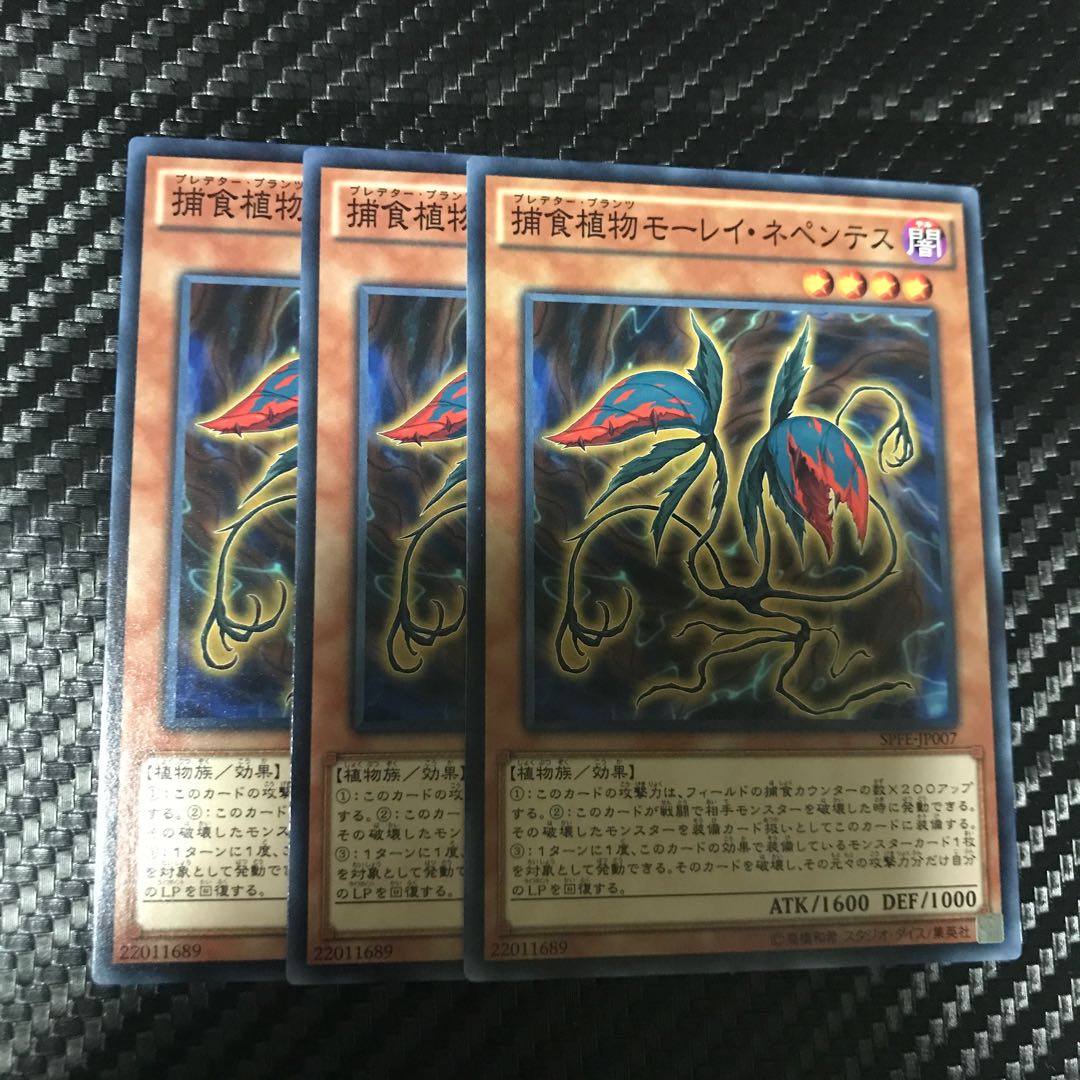 捕食植物モーレイ・ネペンテス ノーマル