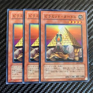 ピラミッド・タートル ノーマル