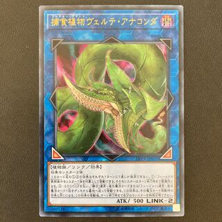 捕食植物ヴェルテ・アナコンダ ウルトラレア