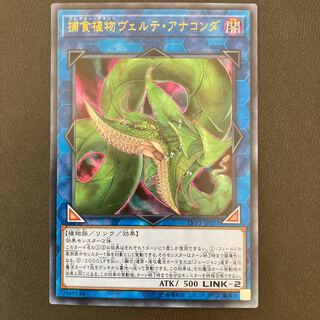 捕食植物ヴェルテ・アナコンダ ウルトラレア