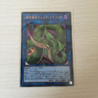 捕食植物ヴェルテ・アナコンダ ウルトラレア