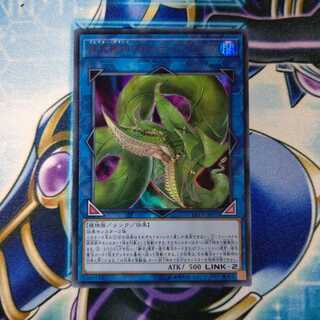 捕食植物ヴェルテ・アナコンダ ウルトラレア