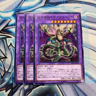 捕食植物ドラゴスタペリア ノーマル