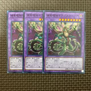 捕食植物ドラゴスタペリア ノーマル