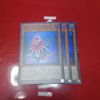 グローアップ・ブルーム3枚