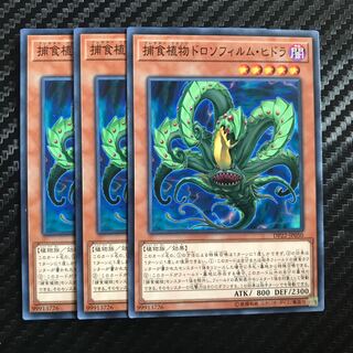 捕食植物ドロソフィルム・ヒドラ ノーマル