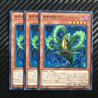 捕食植物ドロソフィルム・ヒドラ ノーマル